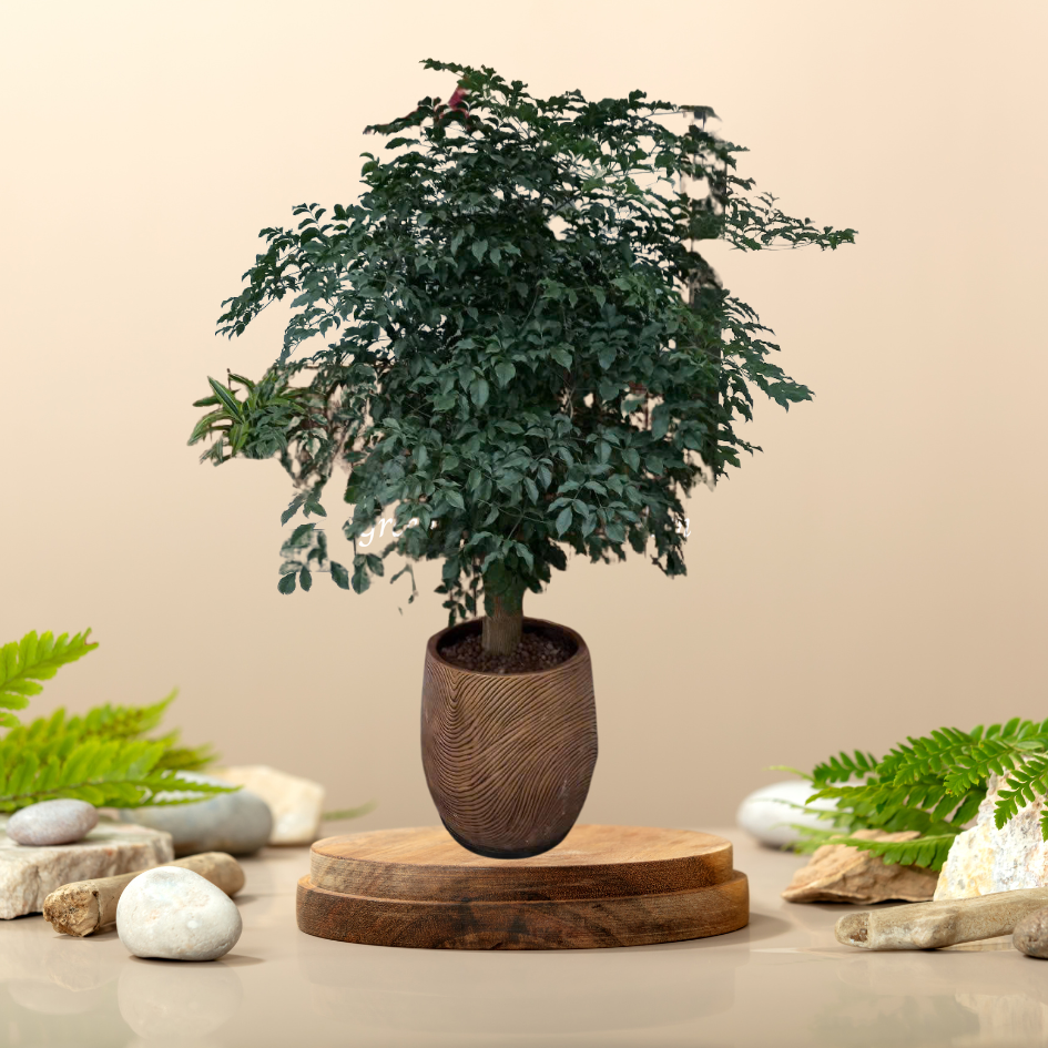 Cây Hạnh Phúc Gốc